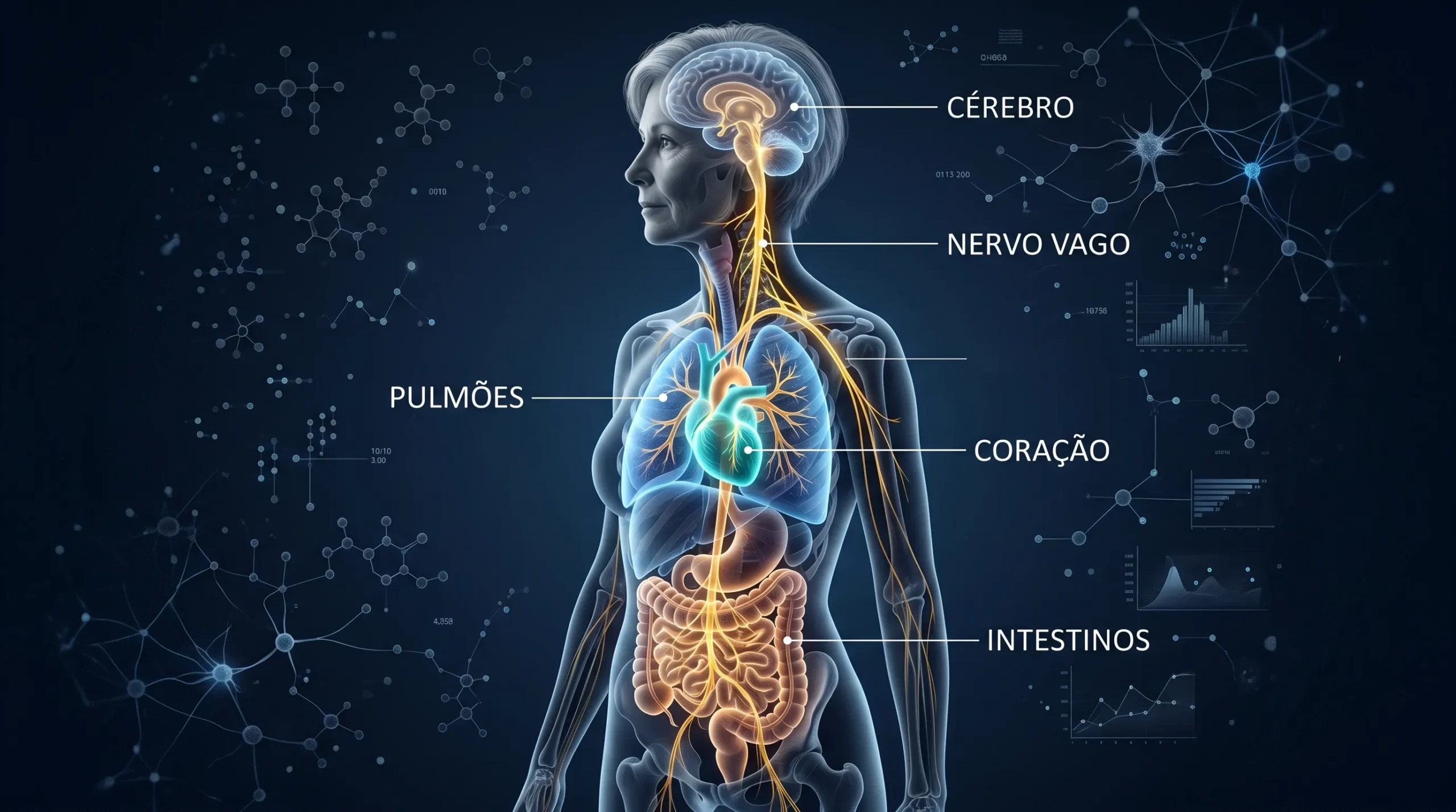 Ilustração anatômica do nervo vago e seus ramos conectando cérebro, coração, pulmões e intestino